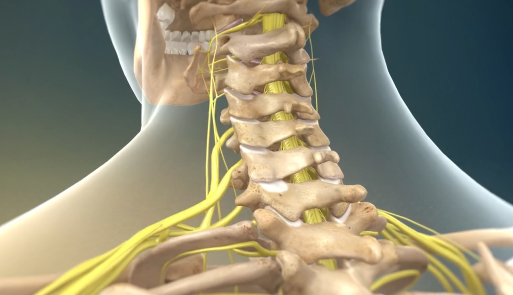 Cervical Spine And Neck